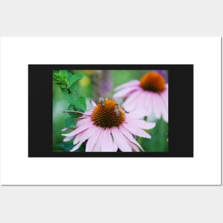 Echinacea Purpurea with Bees Posters and Art